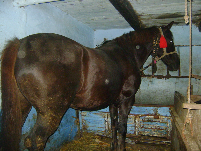 DSC01949 - calul si vaca