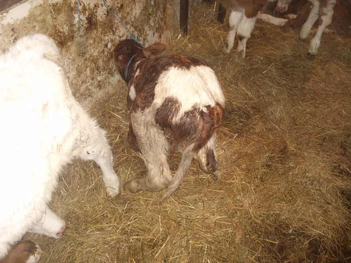 nou nascut - vitei  rasa lapte 2011