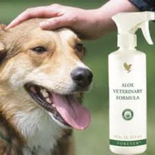 caine si Aloe Vera First; Trusa de prim ajutor care nu ar trebui sa lipseasca de la nici un iubitor(crescator)de animale.

