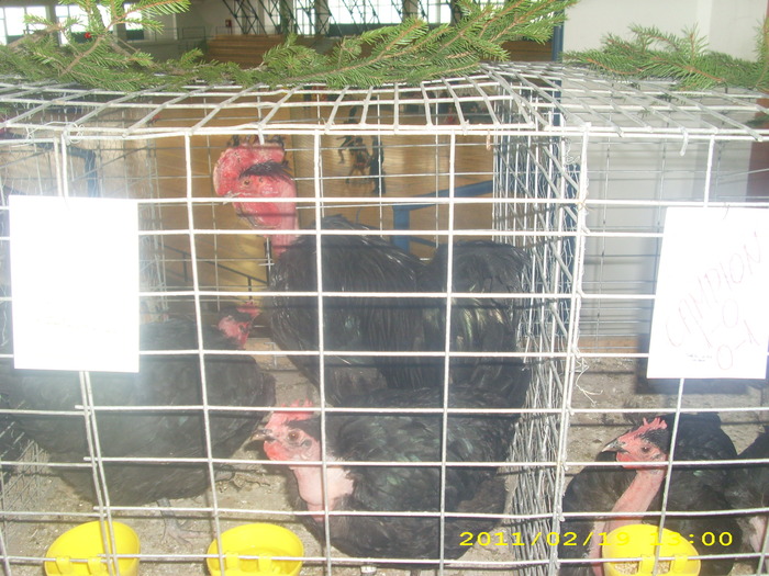 IMG_0260 - expozitie Tg secuiesc 2011