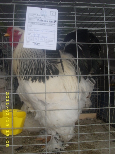 IMG_0281 - expozitie Tg secuiesc 2011