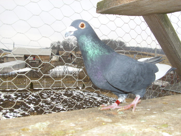 M-2010 - Porumbeii 2011