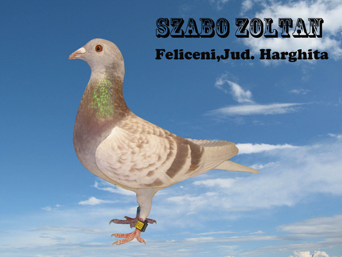 SZABO201 - diverse