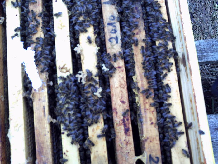 19 februarie,la plus 8 grade - 2011 apicole
