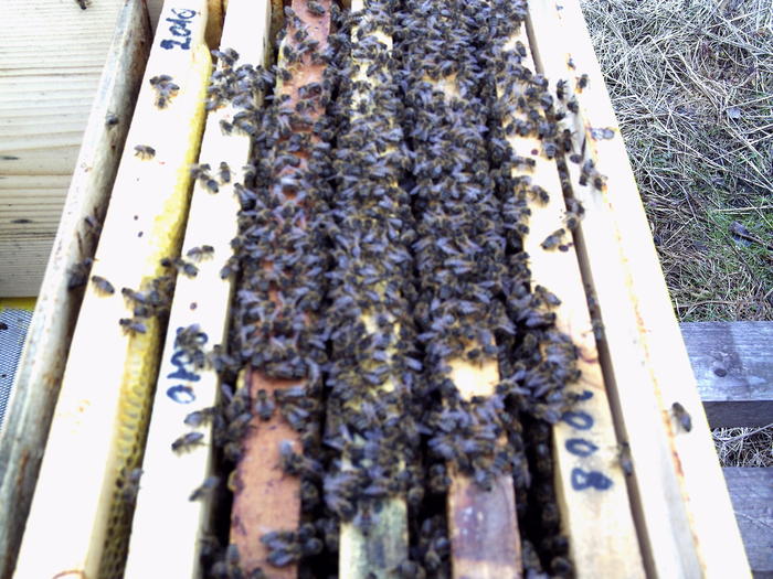 19 febr.2011 - 2011 apicole