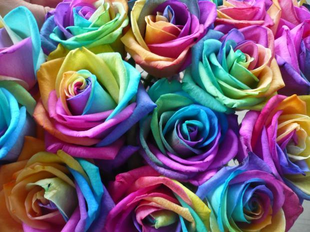 842459_Rosas-Multicolor_620[1]