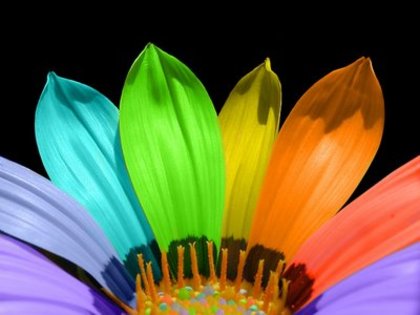 Multicolor_petals_1280x960[1][1] - Imagini multicolore