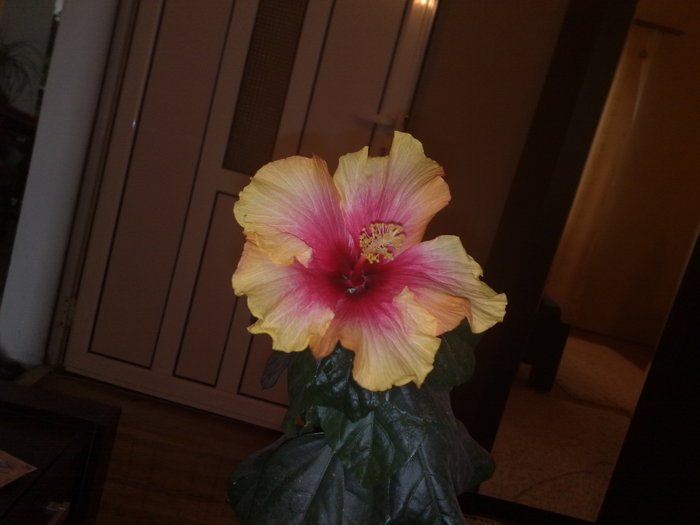 oberon - Hibiscus