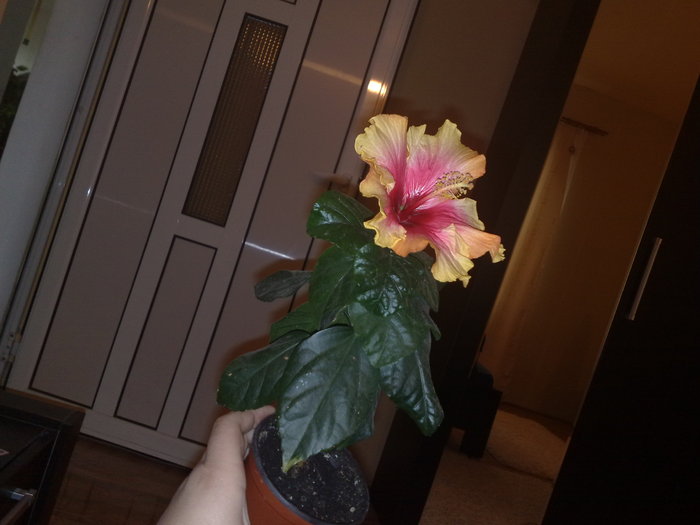 oberon - Hibiscus