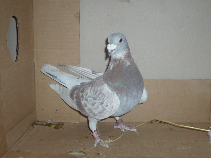 P1010042 - Voiajori Matca