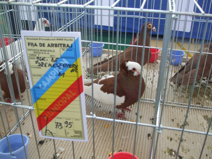 DSCF3330 - Expo Turda 2011