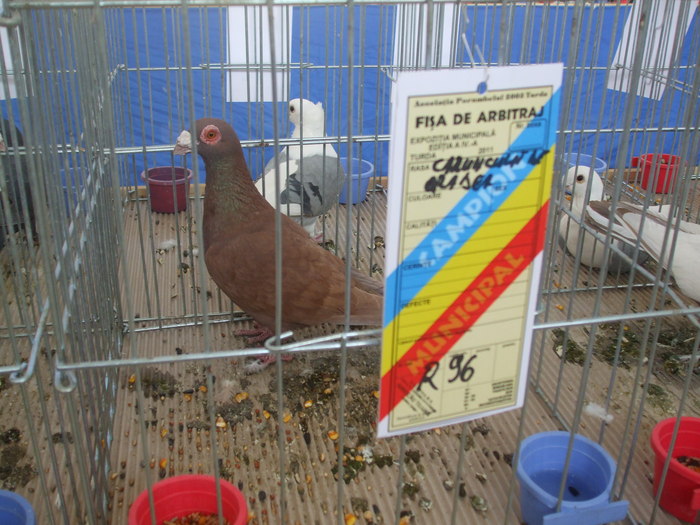 DSCF3339 - Expo Turda 2011