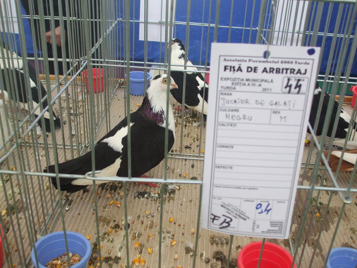 DSCF3354 - Expo Turda 2011