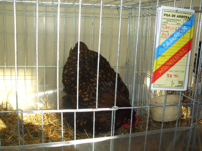 DSCF3447 - Expo Turda 2011