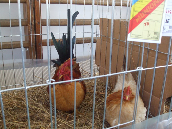 DSCF3453 - Expo Turda 2011