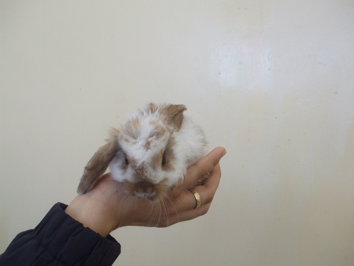 DSCF3470 - Expo Turda 2011