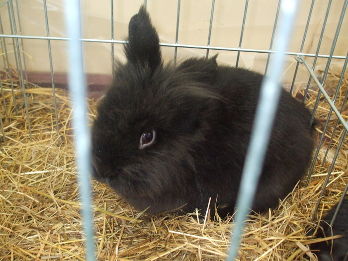 DSCF3471 - Expo Turda 2011