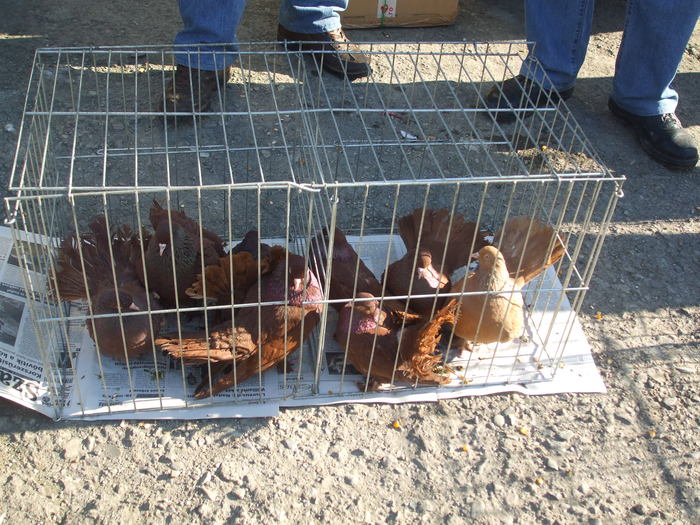 DSCF3505 - Expo Turda 2011