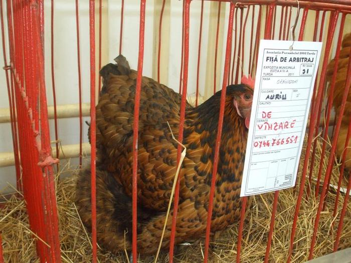 DSCF3416 - O- EXpozitia Turda 2011