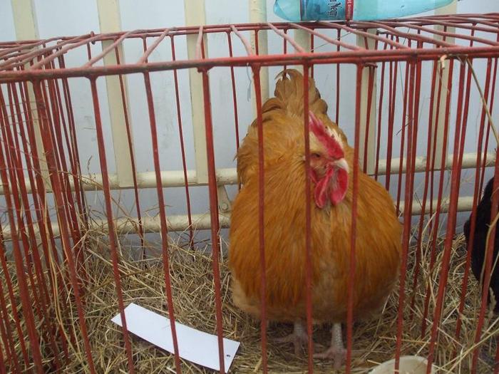 DSCF3417 - O- EXpozitia Turda 2011