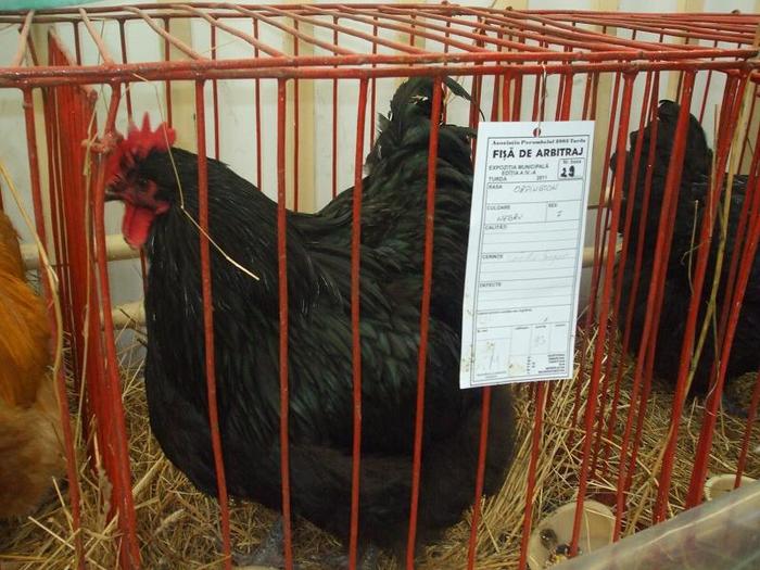 DSCF3418 - O- EXpozitia Turda 2011