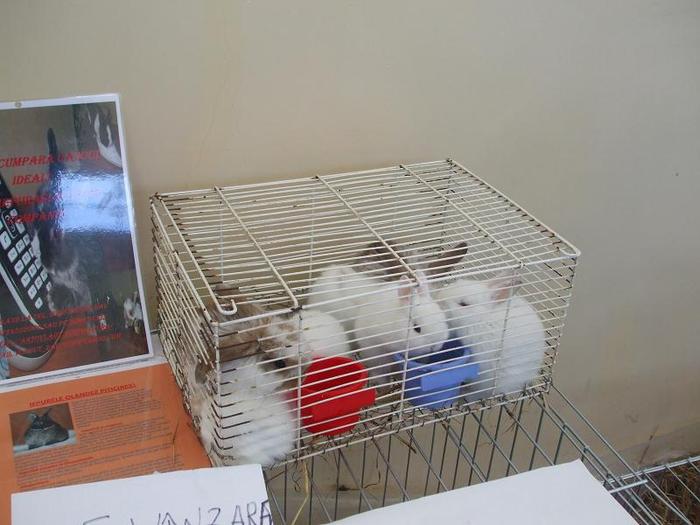 DSCF3465 - O- EXpozitia Turda 2011