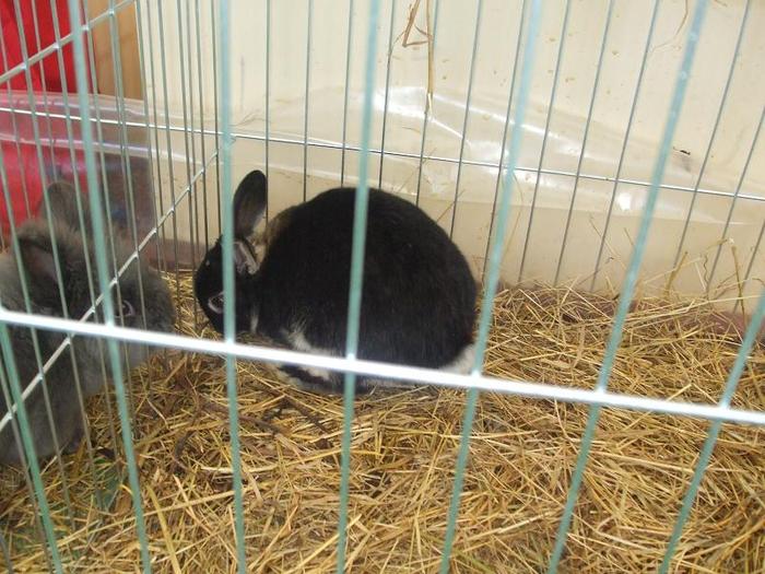 DSCF3466 - O- EXpozitia Turda 2011