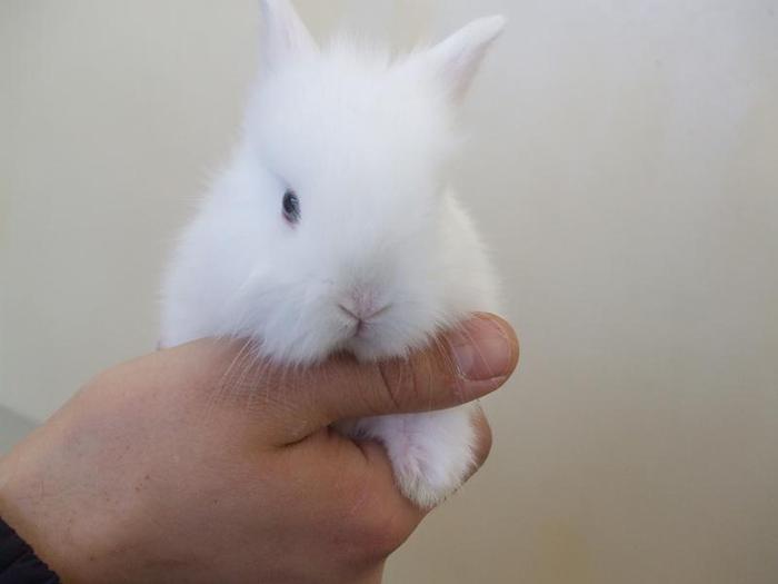 DSCF3468 - O- EXpozitia Turda 2011