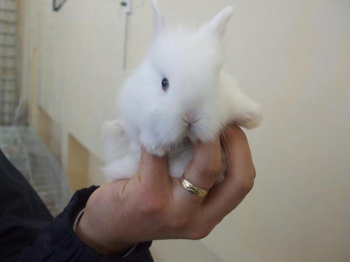 DSCF3469 - O- EXpozitia Turda 2011