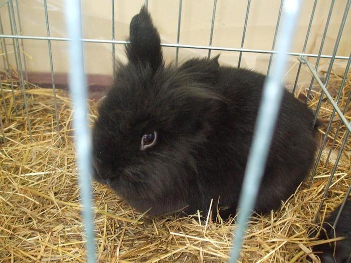 DSCF3471 - O- EXpozitia Turda 2011