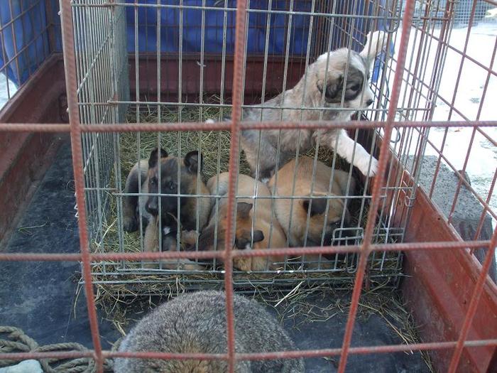 DSCF3476 - O- EXpozitia Turda 2011