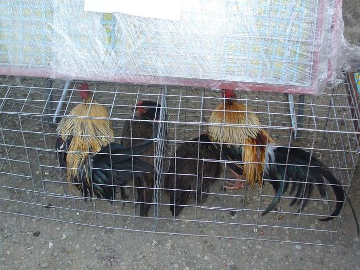 DSCF3485 - O- EXpozitia Turda 2011