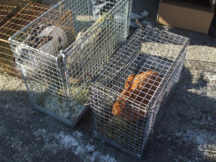 DSCF3510 - O- EXpozitia Turda 2011