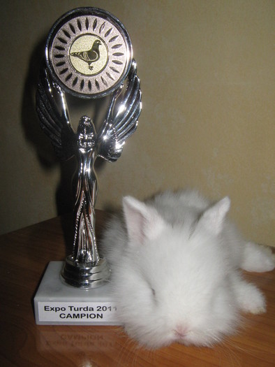 AM STOFA BUNA DOAR...........; TEDDY ZWERG
