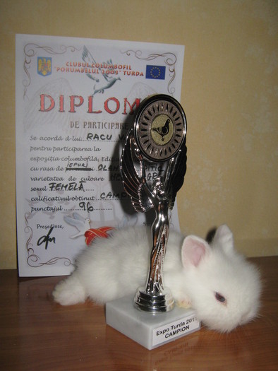 SUNT PUI DE CAMPION!!!!; TEDDY ZWERG
