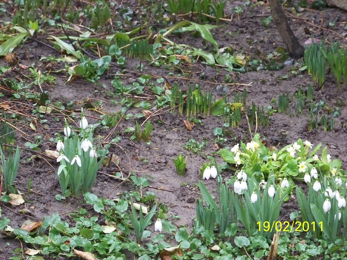 100_9134 - Iarna 2010  2011