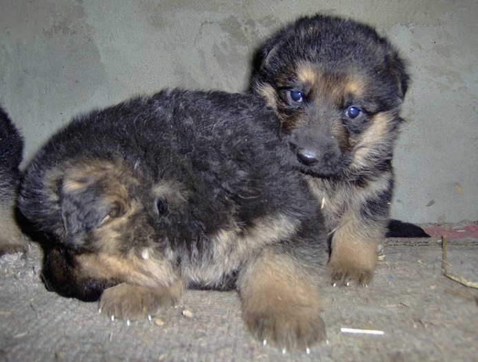 20.02.2011 - PUI Ciobanesc GERMAN cu pedigree VANDUTI Galati