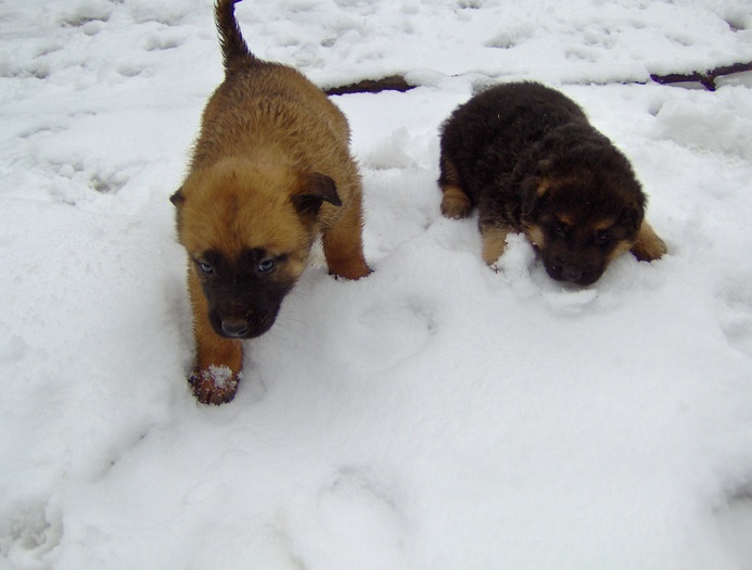 20.02.2011 - PUI Ciobanesc GERMAN cu pedigree VANDUTI Galati