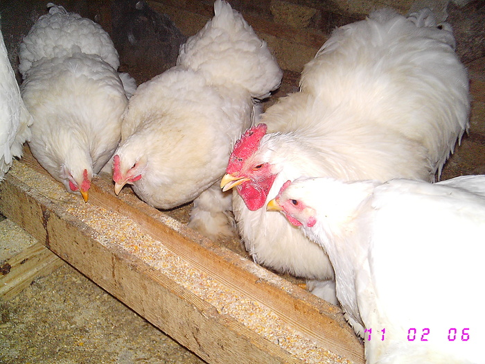 COCHINCHINA ALB 1