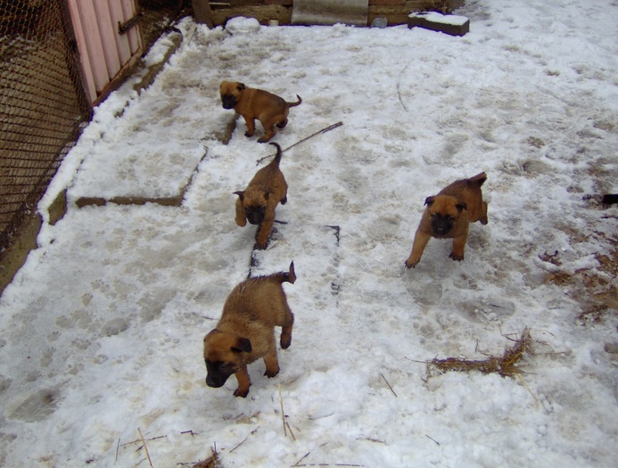 20.02.2011 - Pui Ciobanesc Belgian MALINOIS  Galati  VANDUTI