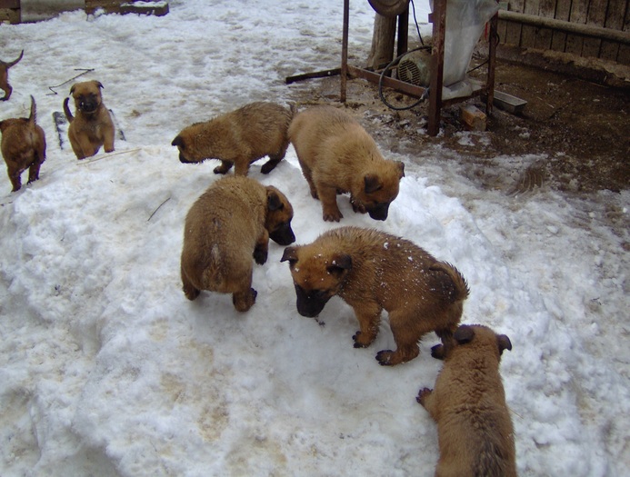 20.02.2011 - Pui Ciobanesc Belgian MALINOIS  Galati  VANDUTI