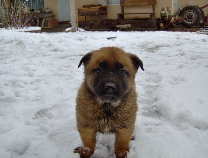 20.02.2011 - Pui Ciobanesc Belgian MALINOIS  Galati  VANDUTI