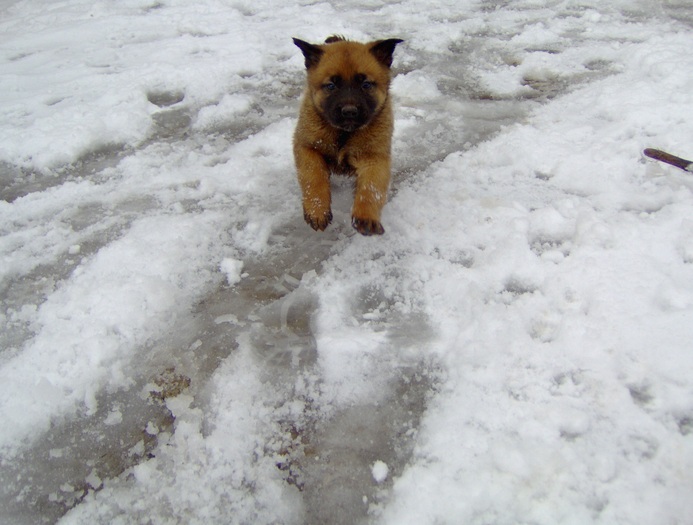 20.02.2011 - Pui Ciobanesc Belgian MALINOIS  Galati  VANDUTI