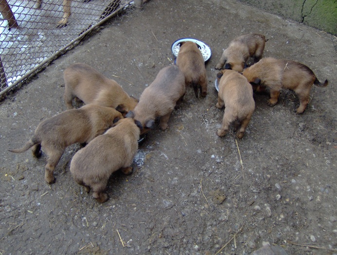 20.02.2011 - Pui Ciobanesc Belgian MALINOIS  Galati  VANDUTI