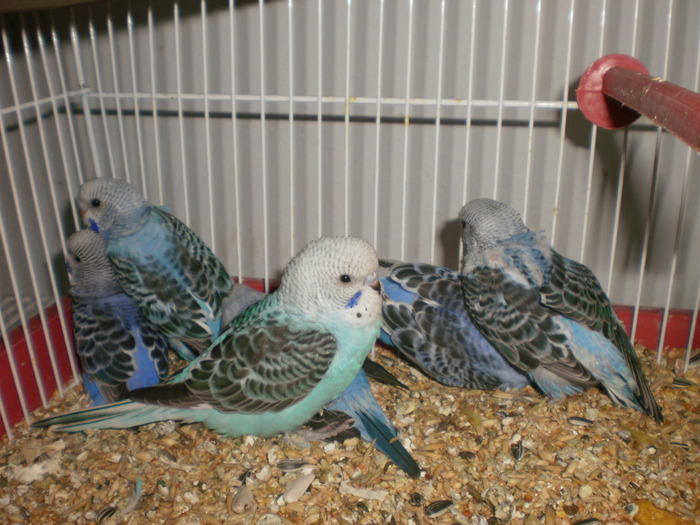 P2200265 - Papagali Perusi