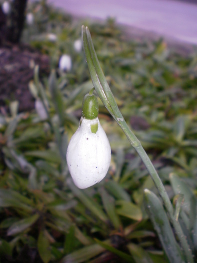 Dupa topirea zapezii... au iesit ghioceii