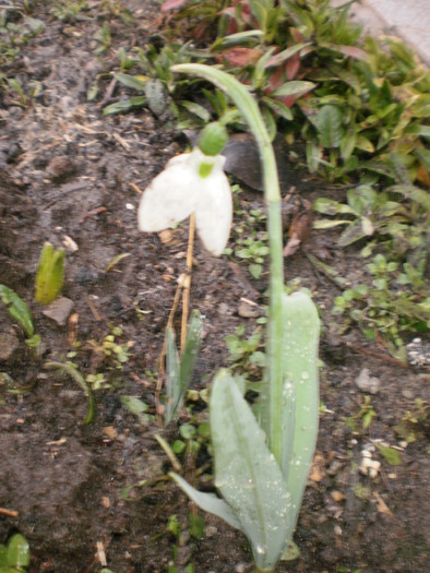 Dupa topirea zapezii... au iesit ghioceii