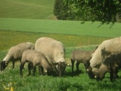miei suffolk si metisi Kolcsar gyorgy - 7-anunt important