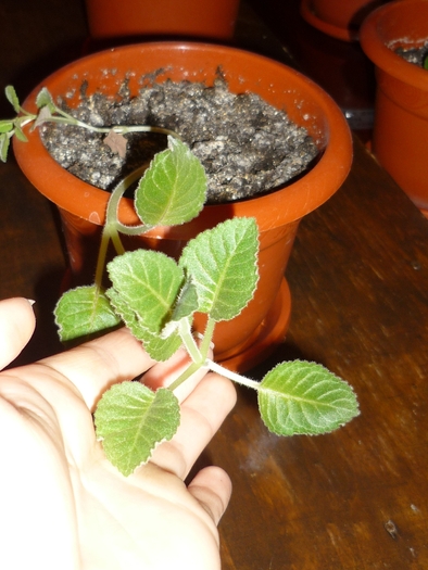 18 feb 2011 - Gloxinii