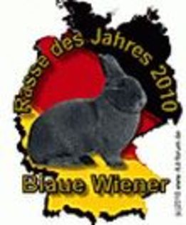 clubul albastru wienez - 4atentie cind cumparati iepuri